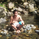 PhilForEx