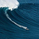 CryptoSurfer007