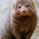 WonderfulMongoose