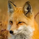 FoxWin