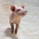 WeeThePig