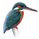 Kingfisher1978