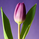 Tulip-Bullrun