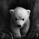 barrybearishbear