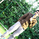 silk_sutera