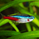 Fish_Fillet