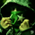 Xerann