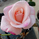 samehsaid732