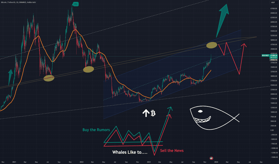 ๐ Deep Dive: Professor's Insights on Whale Behavior! ๐ต๏ธโโ๏ธ